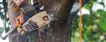 Trusted Oak Park, CA Tree Care Experts